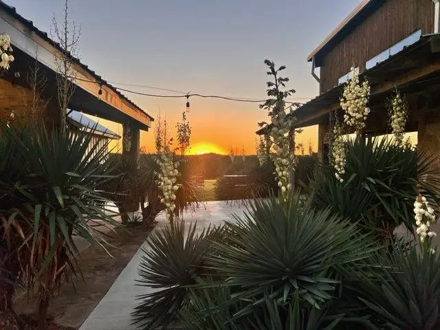 sunset in between two El Cerrito building green plants and white flower